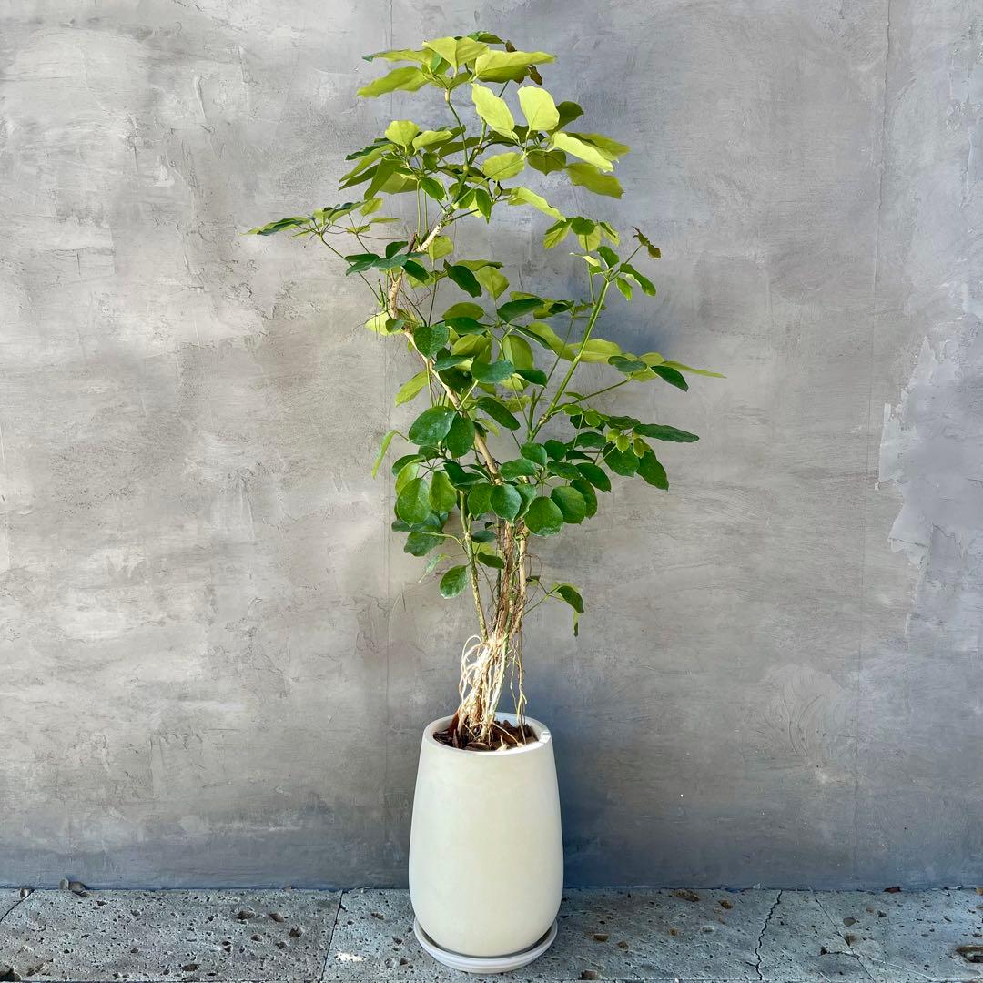 大型　希少　シェフレラ　マルコ　曲がり仕立て　10号　陶器鉢　植え込み 大型 希少 シェフレラ マルコ 曲がり仕立て 10号 陶器鉢 植え込み 大型