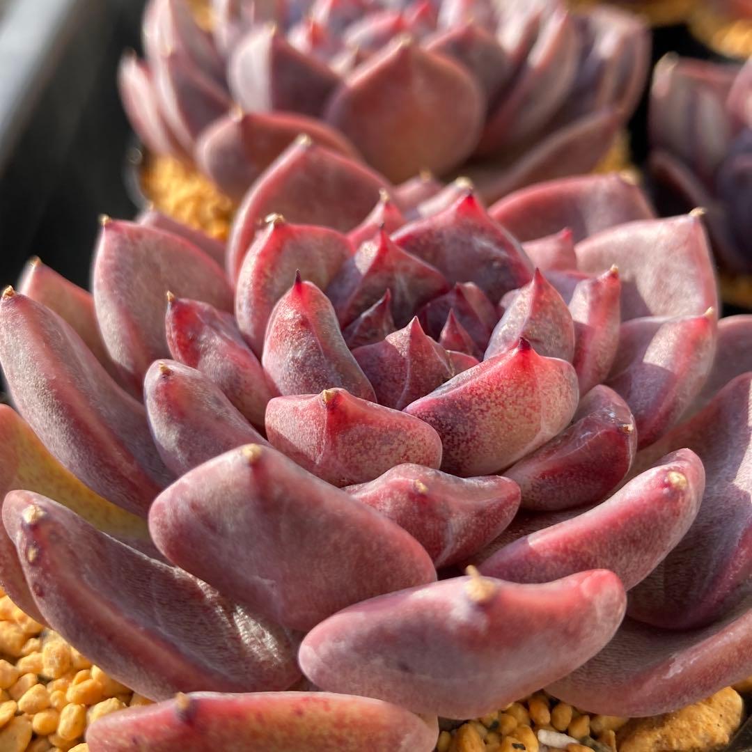 エケべリア 韓国苗 ブラックチェリー 大苗 多肉植物 - メルカリ