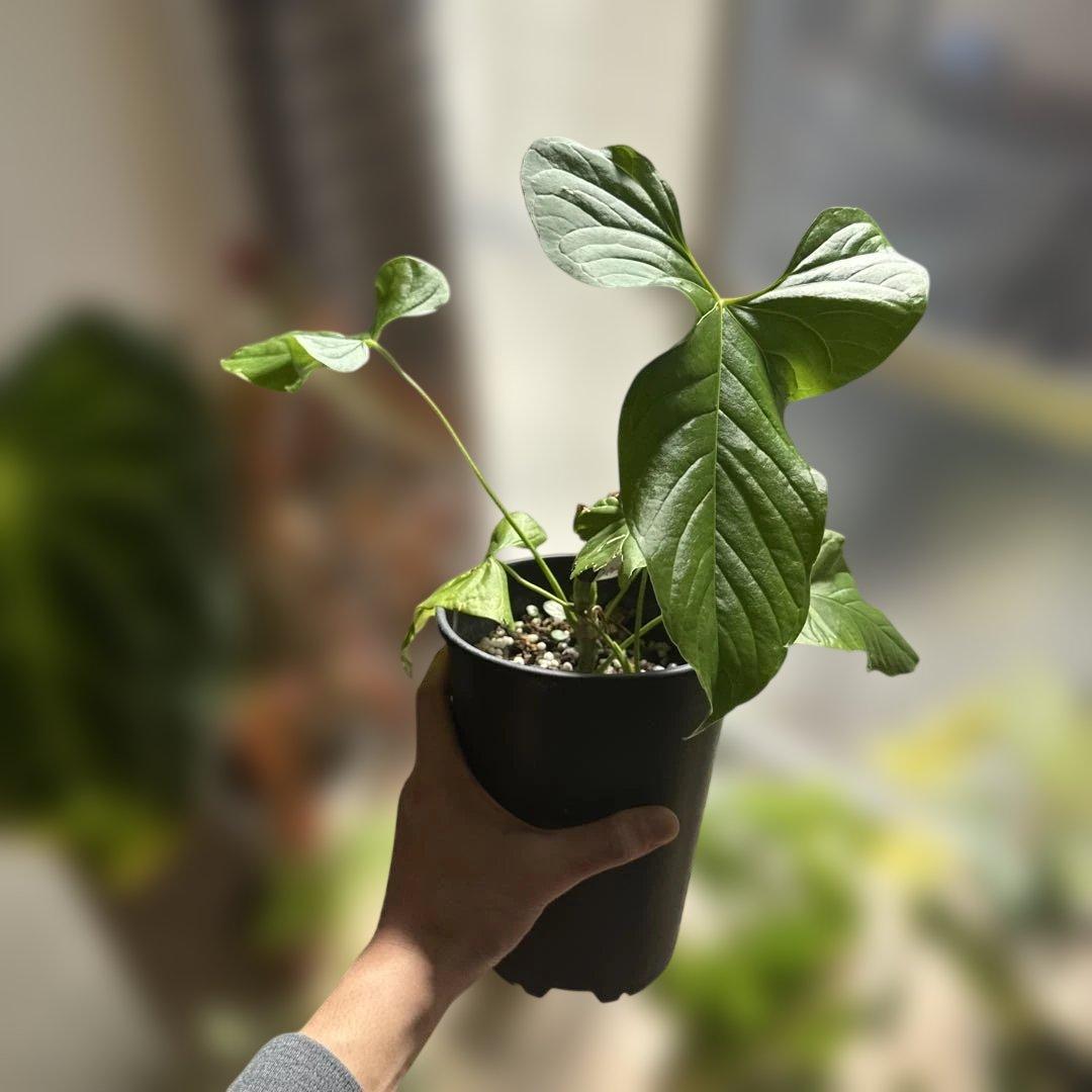 希少種】アンスリウム・グイルディンキーAnthurium guildingii - メルカリ