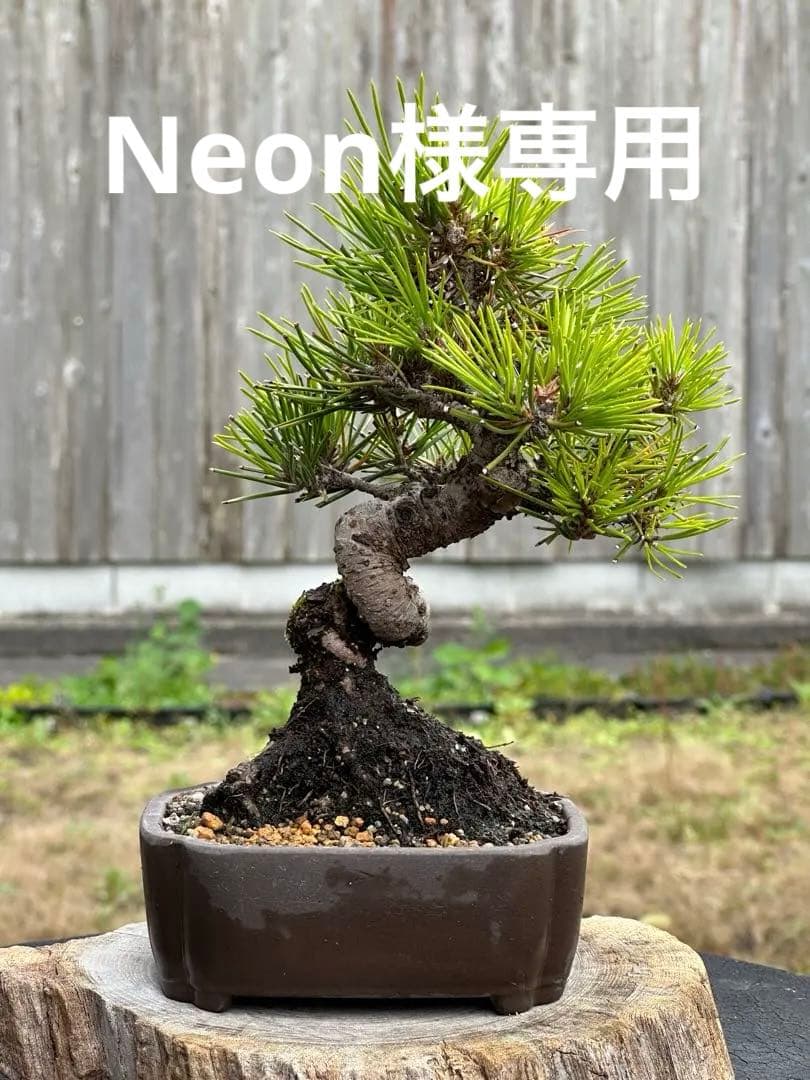 樹高12㎝石化ヒノキ檜小品盆栽真柏黒松五葉松楓桜梅