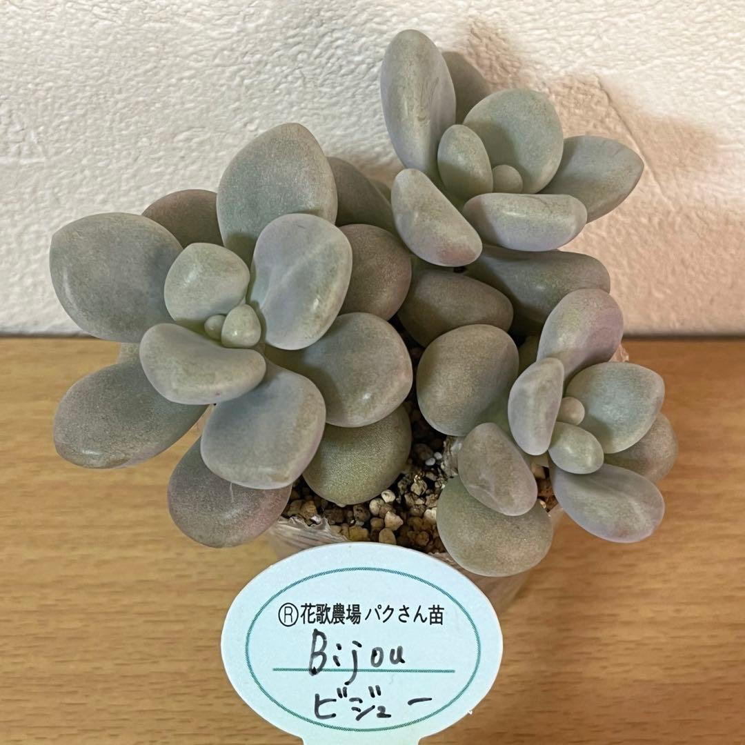 多肉植物 ビジュー パクさん - メルカリ