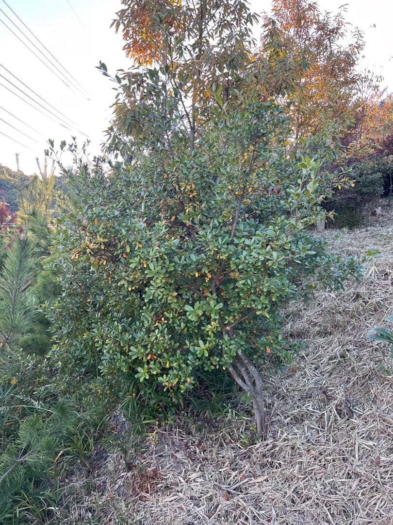 現品　ウバメガシ　特大苗　2mほど　山採り 楽天市場】ウバメガシ 単木 2m 露地 苗木 : トオヤマグリーン