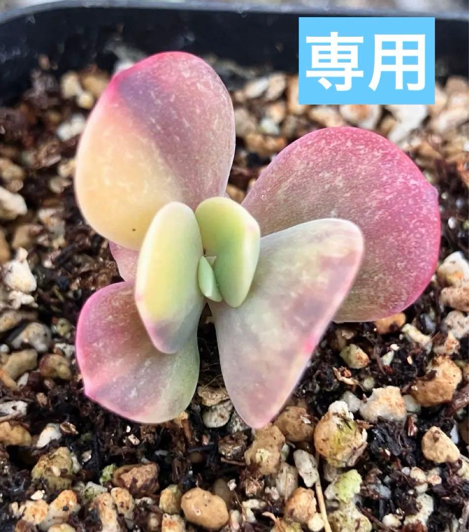 多肉植物　摘芯株　ブルーメタル錦　抜き苗 S-INA様専用【ブルーミニマ錦】エケベリア 《抜き苗》 6㎝ポット