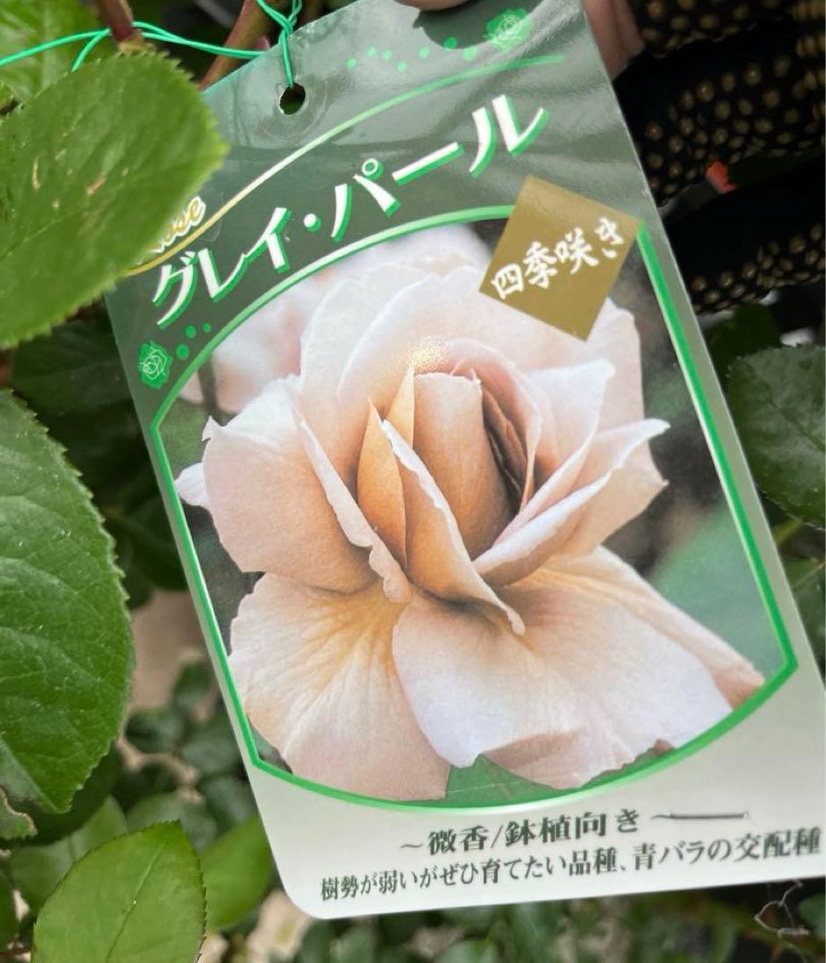 薔薇　グレイパール（HT）接木苗木 新奇な色彩　黒真珠のような趣のある花 蕾沢山 薔薇 グレイパール（HT）接木苗木 新奇な色彩 黒真珠のような趣の
