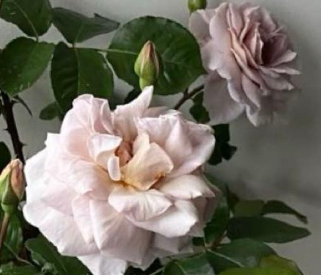 薔薇 グレイパール（HT）接木苗木 新奇な色彩 黒真珠のような趣の