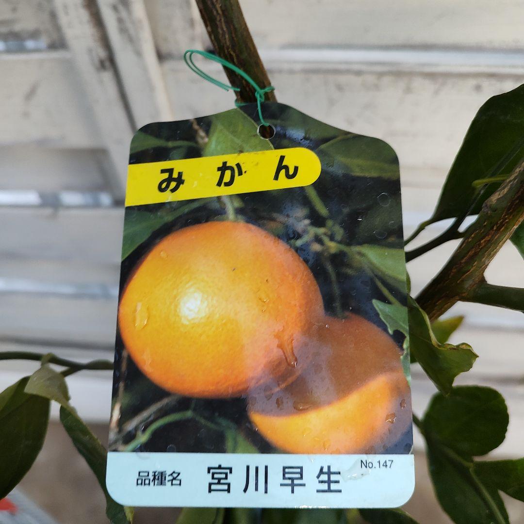 宮川早生みかん 3年生 育てやすさNo．1 初心者向け - メルカリ