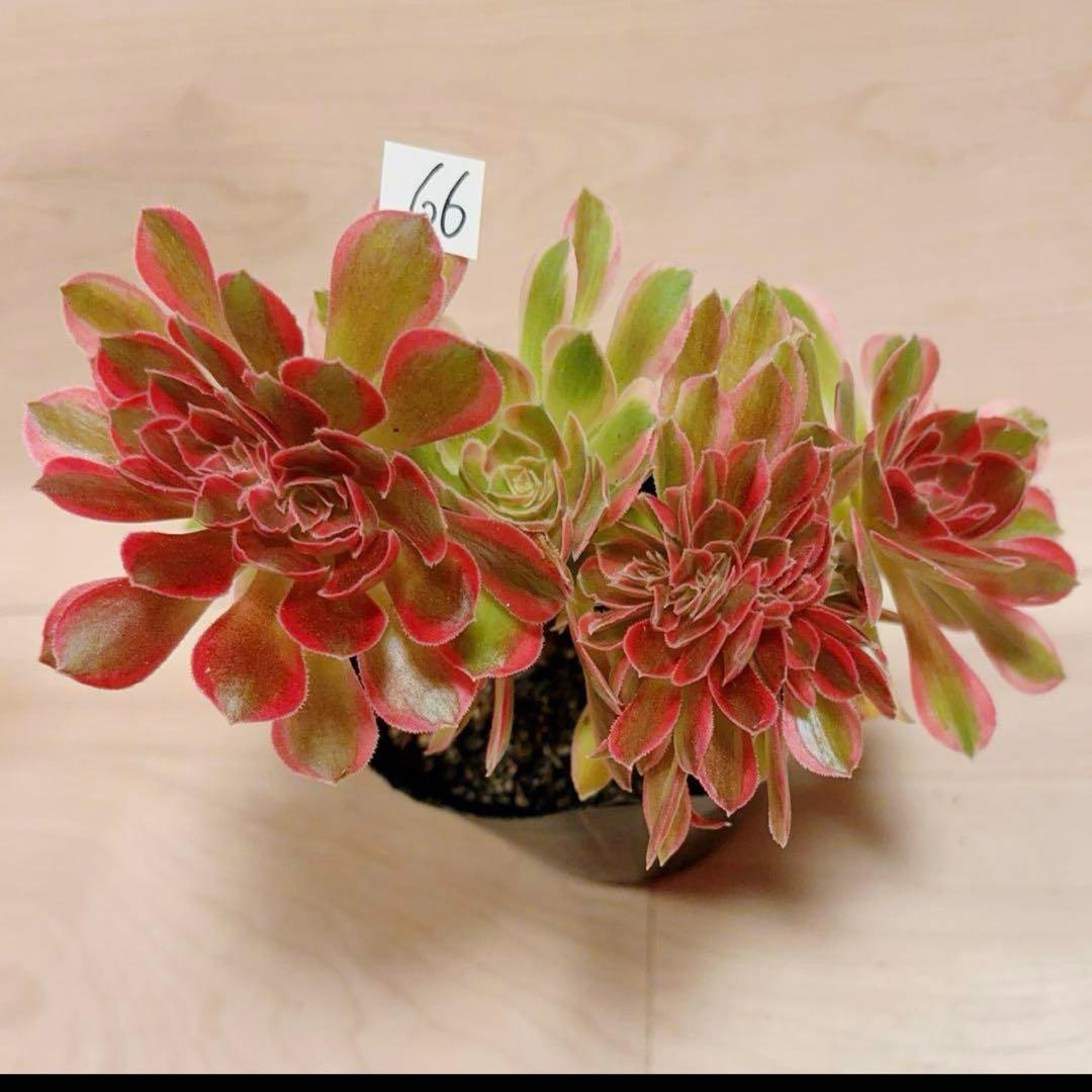 66#多肉植物アエオニウム錦❤️ピンクウィッチセッカ❤️18cm 拔き苗 楽天市場】農園直売 多肉植物 寄せ植え アエオニウム ピンクウィッチ