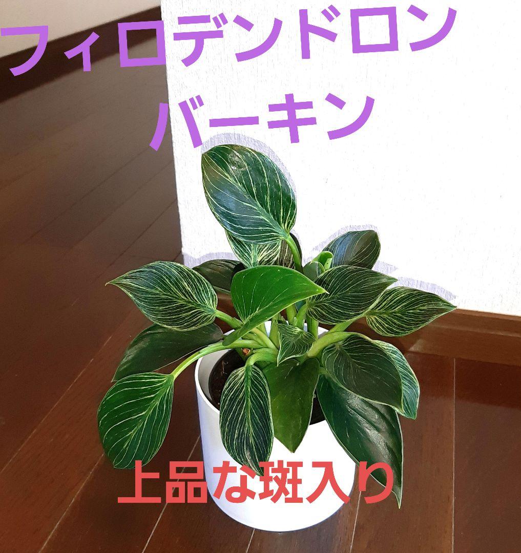観葉植物 フィロデンドロン バーキン 希少 上品な斑入り - メルカリ