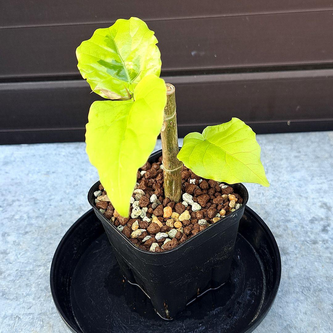 流通皆無‼️✩.*˚ウンベラータ 斑入り ✩.*˚ 2 Artificial - Green フェイクグリーン ウンベラータ – KANADEMONO