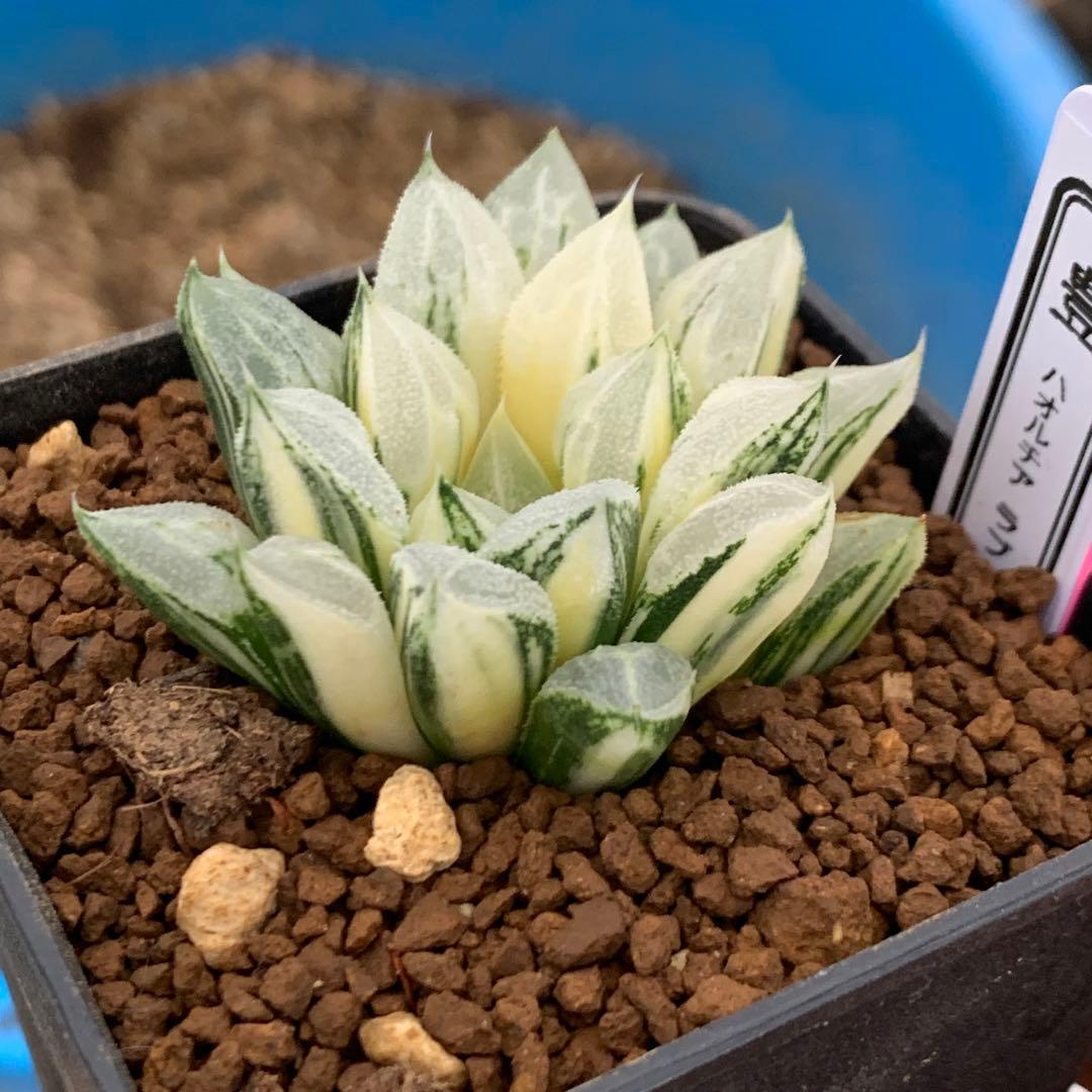 多肉植物 ハオルチア ラブハート錦 極上斑