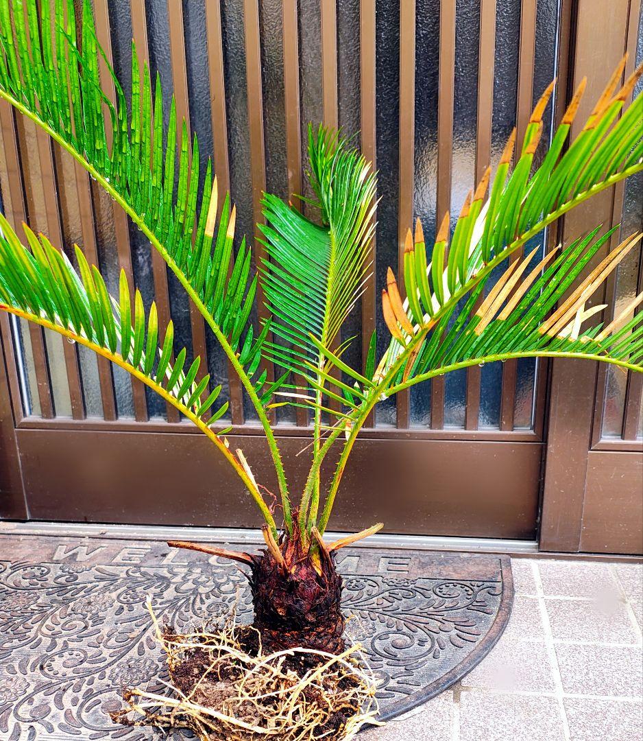 110cm 観葉植物 金運アップ ソテツ 蘇鉄 健康な根