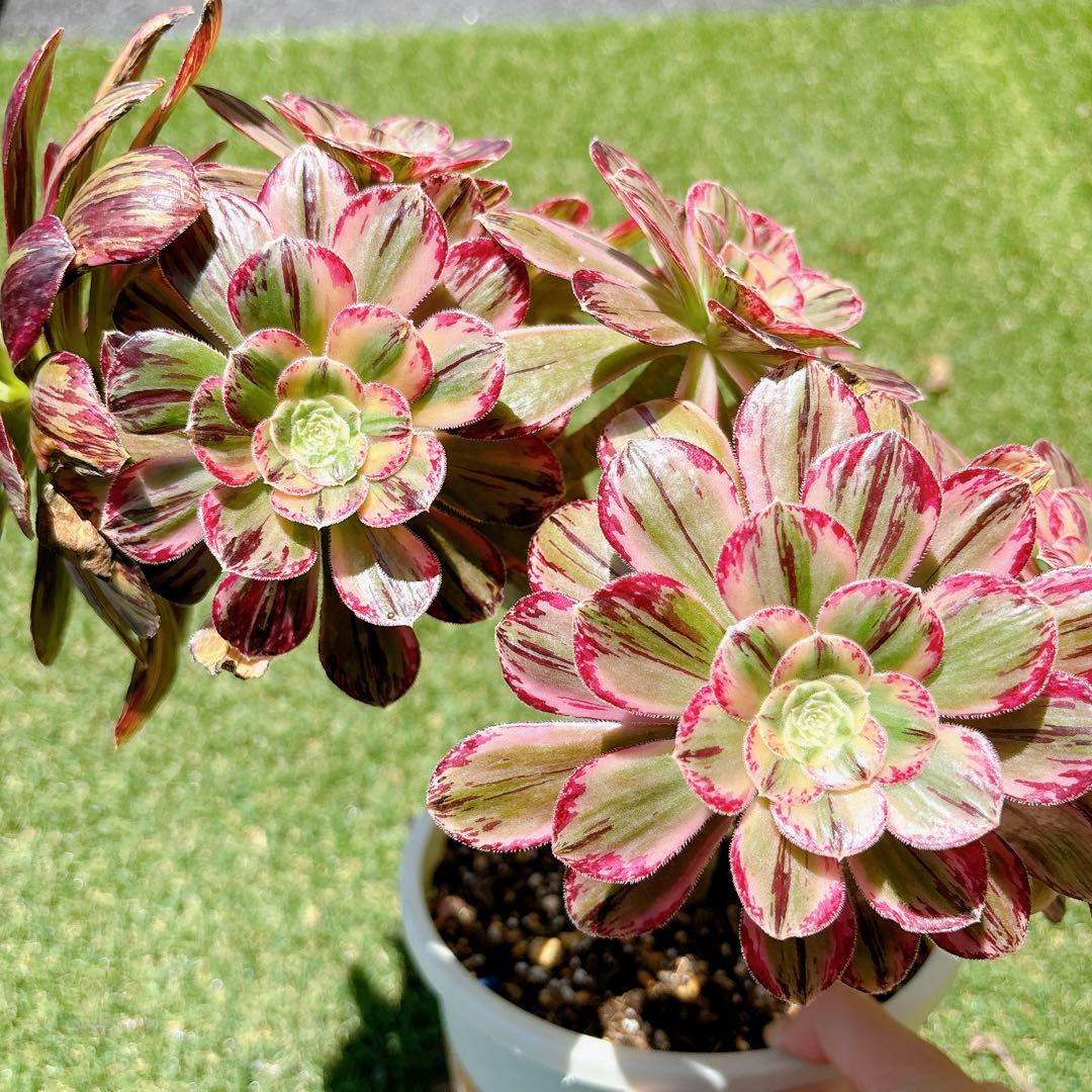 多肉植物 アエオニウム アエオニウム属 V錦 群生 鉢のまま発送 - メルカリ