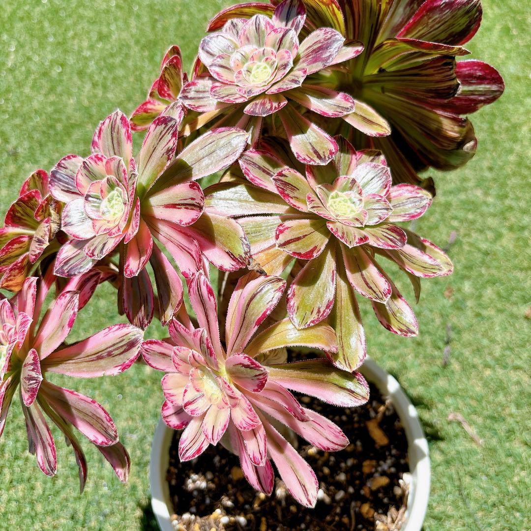 多肉植物 アエオニウム アエオニウム属 V錦 群生 鉢のまま発送 - メルカリ