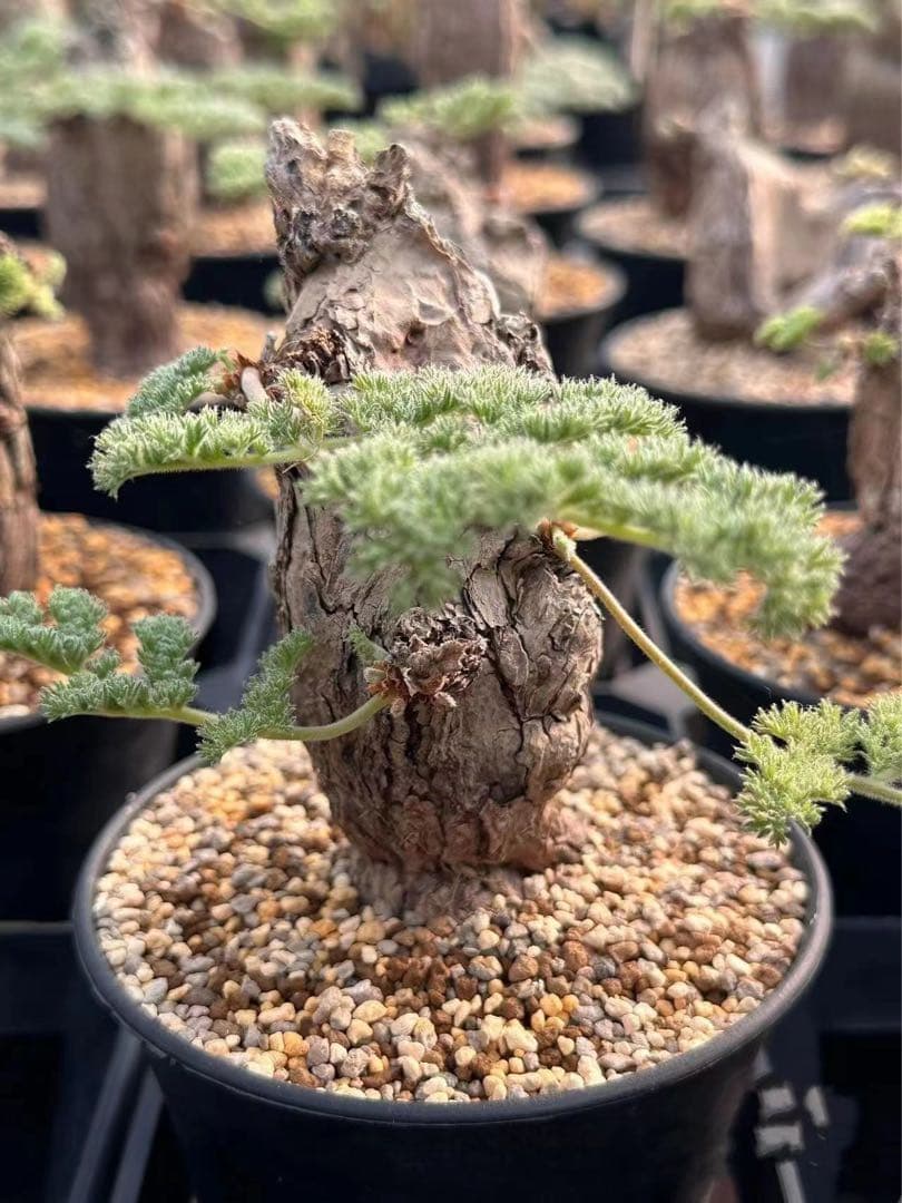 865ペラルゴニウム・トリステ Pelargonium triste厳選特大株 - メルカリ