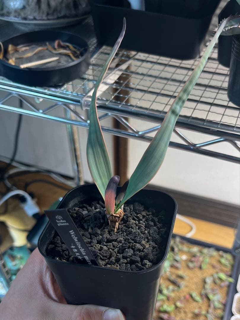 奇想天外　Welwitschia mirabilis ウェルウィッチア 送料無料】奇想天外 ウェルウィッチア・ミラビリス 実生1年目 3号