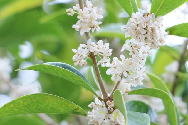 《現品》四季咲きモクセイ　樹高1.4ｍ（根鉢含まず）55【白花/苗木/植木】