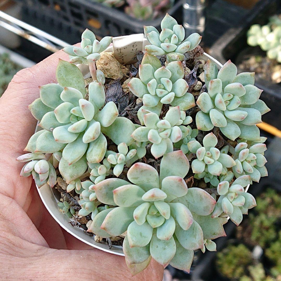 多肉植物 プロリフィカ×ザラゴーサ 抜き苗 - メルカリ