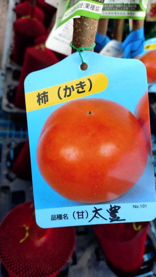 太秋柿 と希少品種！太豊２年生セット販売品！ 楽天市場】太秋 柿の通販 太秋柿 と希少品種！太豊2