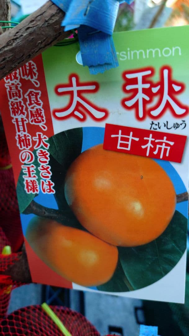 楽天市場】太秋 柿の通販 太秋柿 と希少品種！太豊2