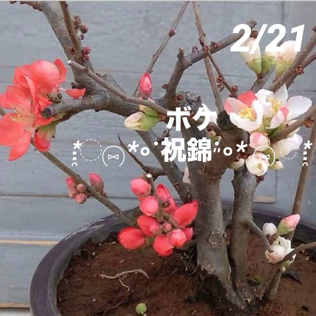 ①ஐ盆栽に最適サイズ！*:ஐ中輪・八重咲き・ボケ（木瓜）・苗木【祝錦