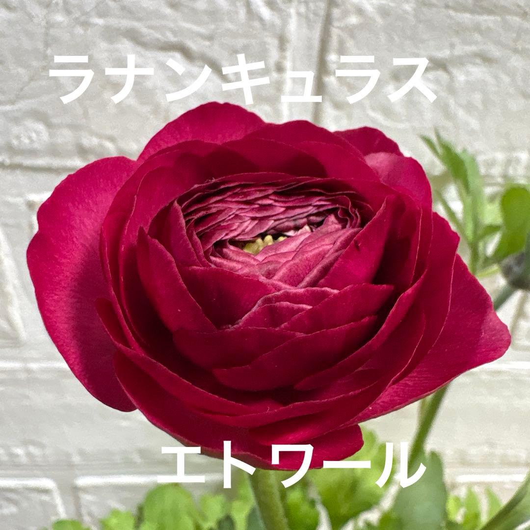 現品】Rレア♡ラナンキュラス♡エトワール♡花苗うえた♡3.5号