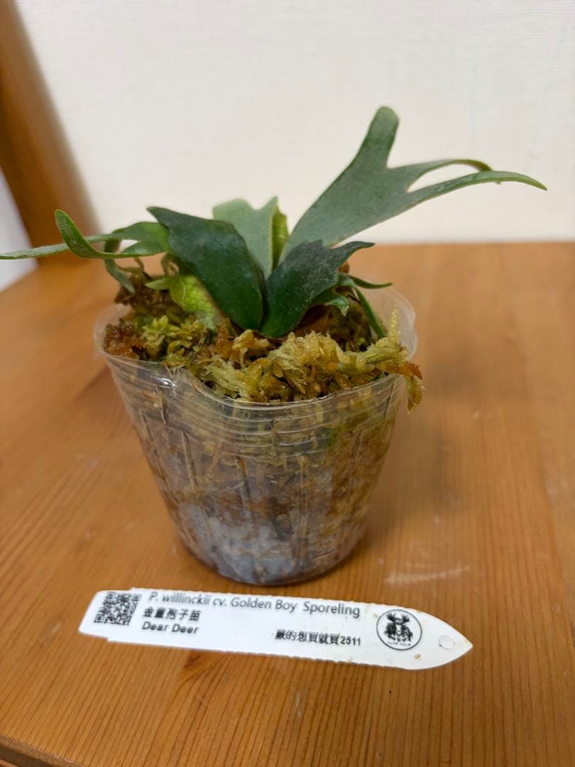＊P. wilinckii Golden Boy SP ＊ P. willinckii cv Golden boy