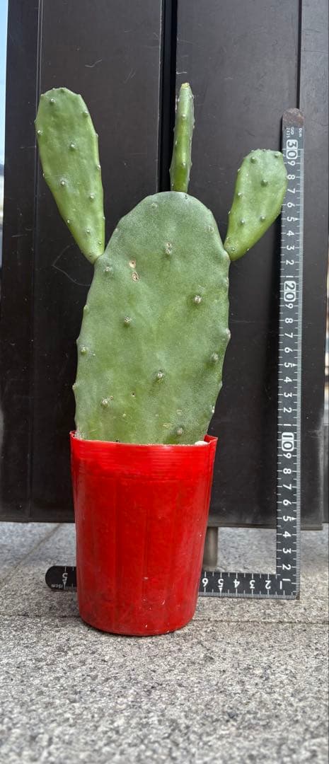 うちわサボテン ノパル 食用サボテン - メルカリ