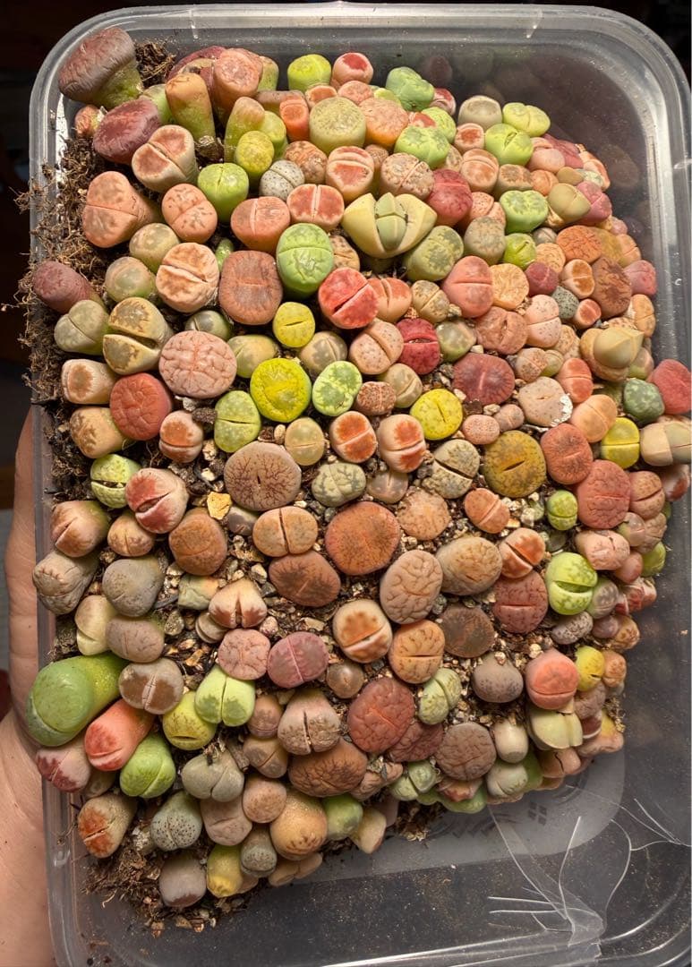 ⑥リトープス 実生苗 ミックス 約 190～230株左右 カラフル 多肉植物