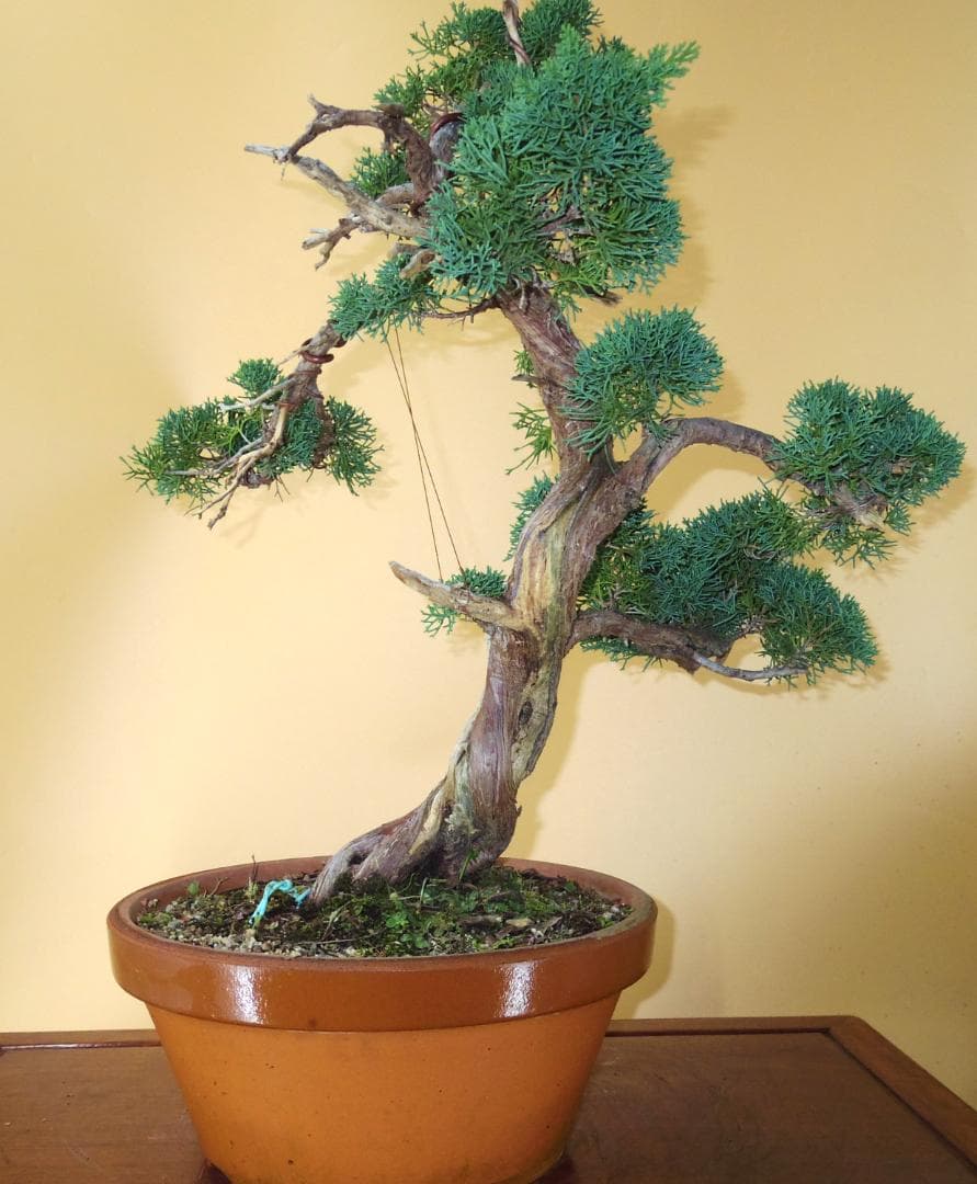 盆栽屋大和】真柏 大品盆栽 取りに来れる方大歓迎 自社配送も可展示品