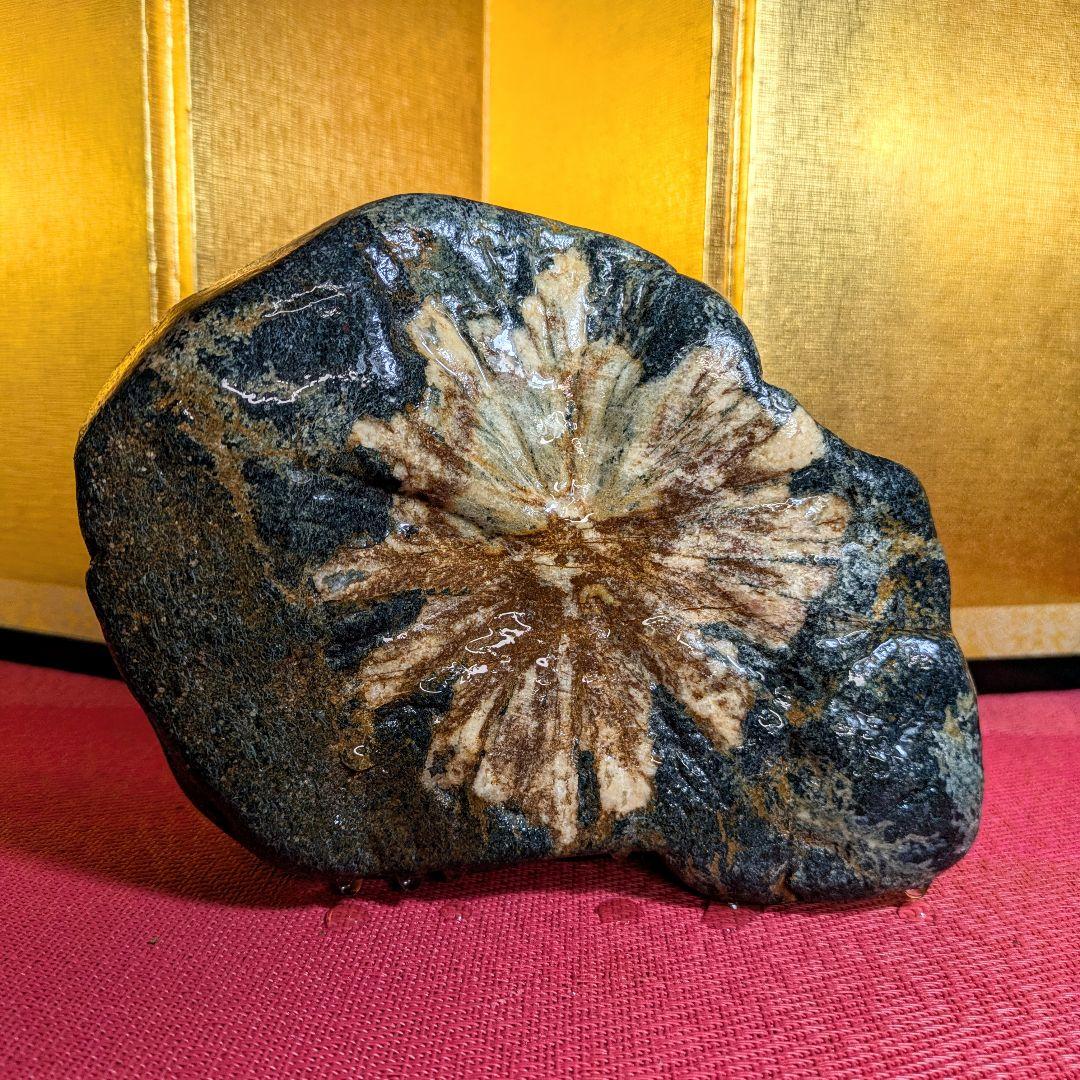 Junchan様専用】菊花石 岐阜県根尾谷産3.3㌔ 鑑賞石 観賞石 水石