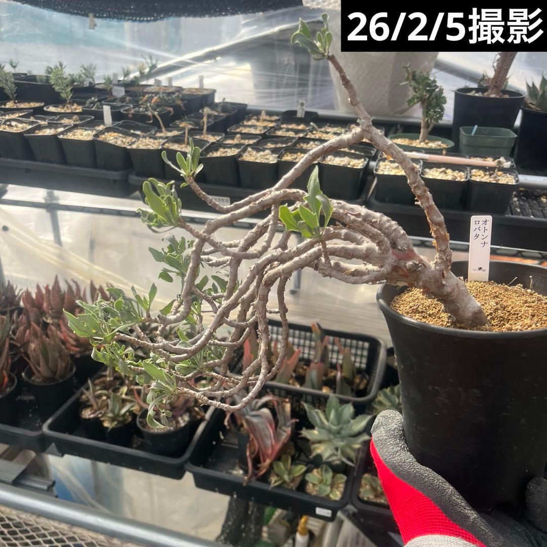 オトンナ ロバタ 大株 当方で2夏越済 鉢ごと発送 - メルカリ