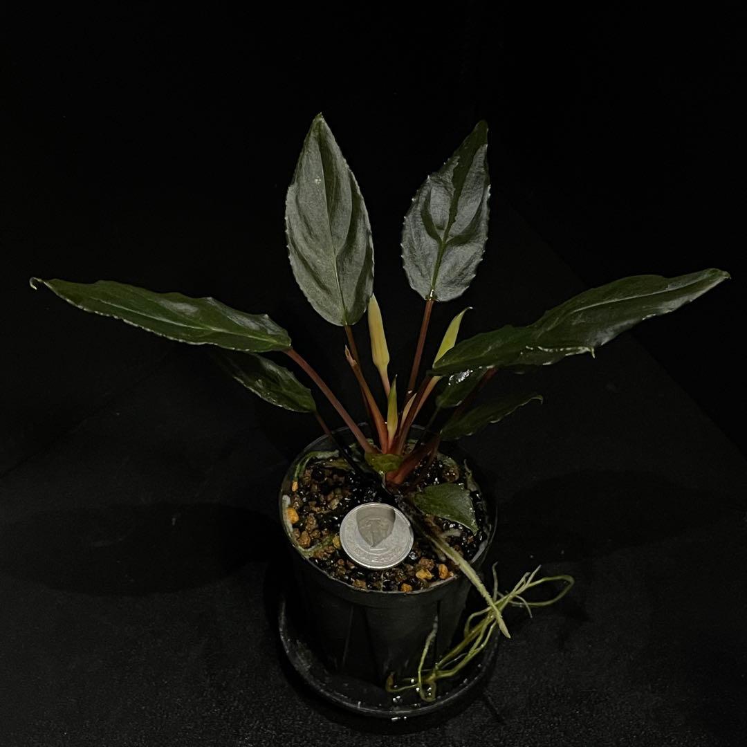 Homalomena sp. 