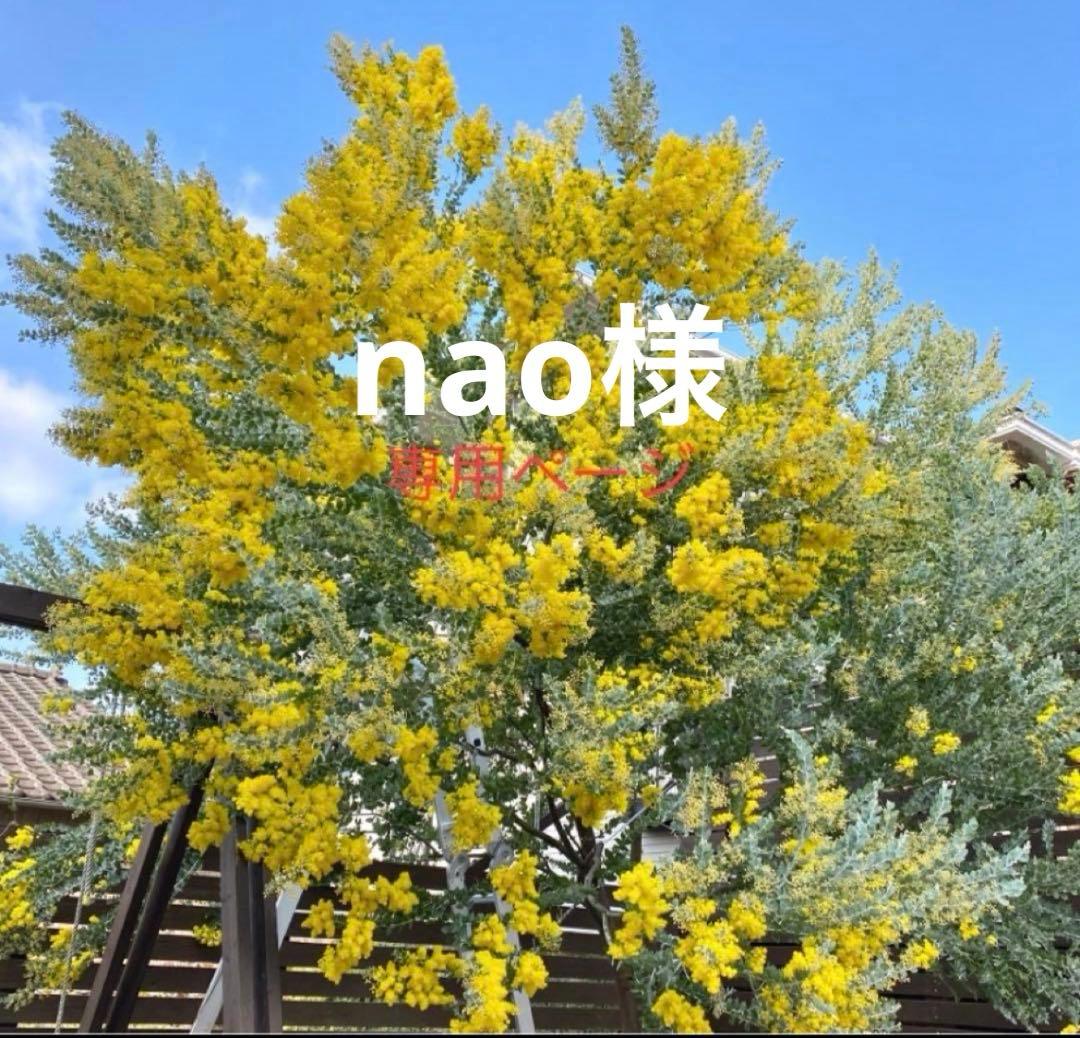 naoページ　パールアカシア アカシア パールアカシア 苗 通販 苗木部 By 花ひろばオンライン
