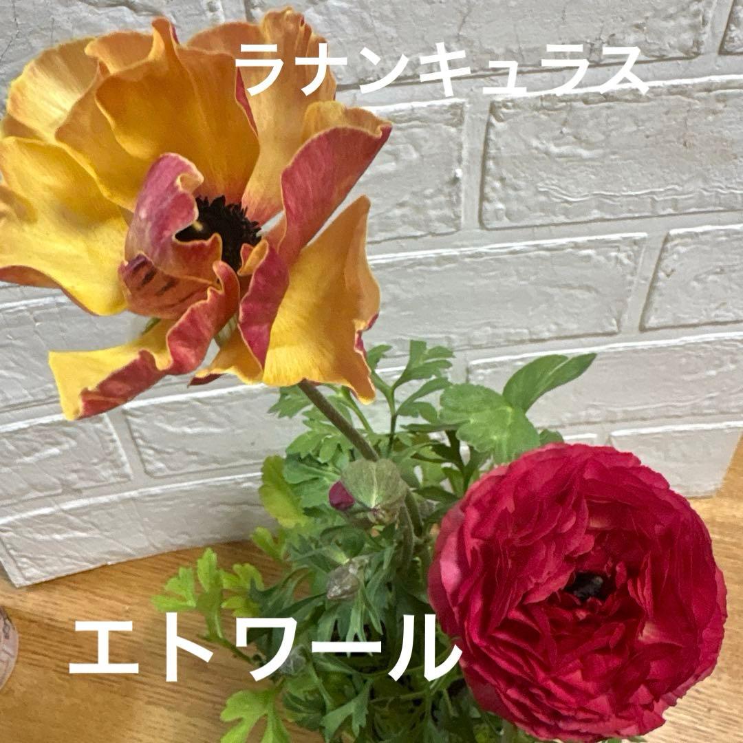 現品】Gレア♡ラナンキュラス♡エトワール♡花苗うえた♡3.5号