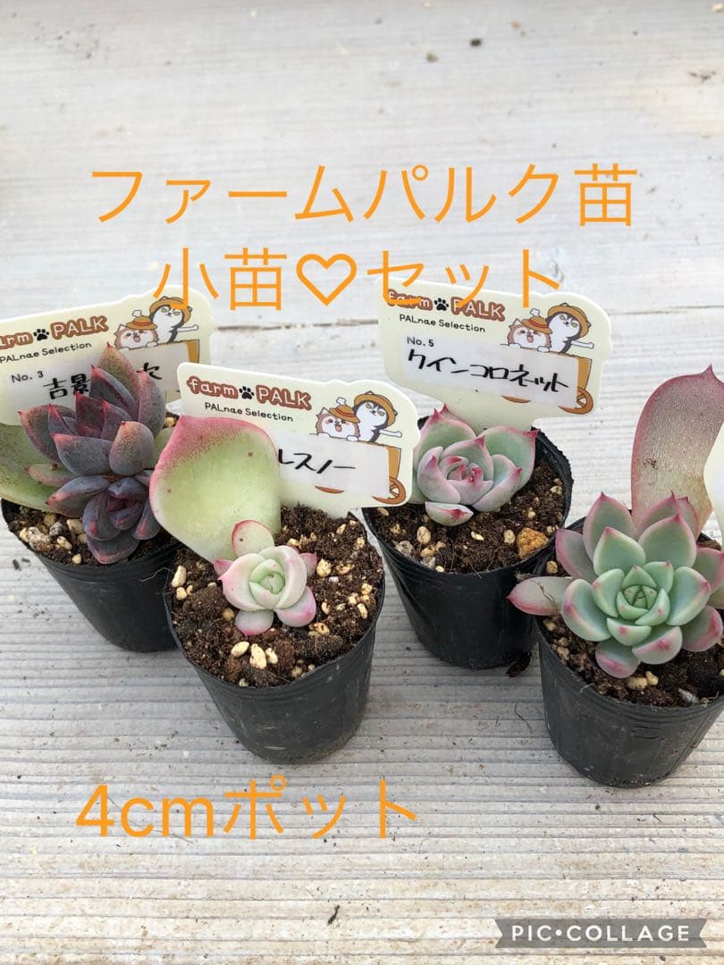 多肉植物 ファームパルク苗♡小苗セット 🐾 2025.02.19.☀️ #パル苗選抜候補 #命名株候補 #palnaeselection