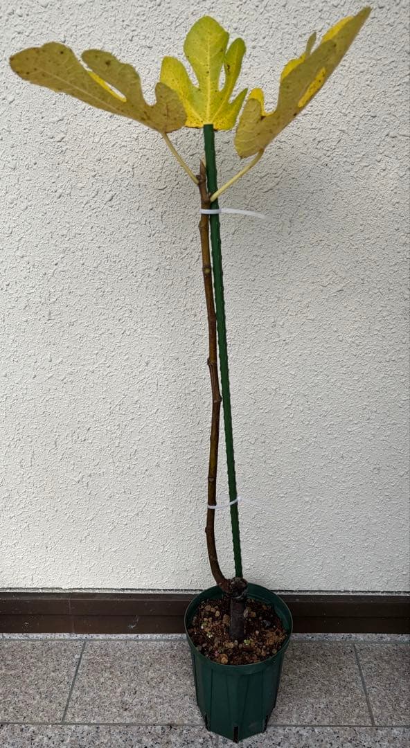 とうふ　　さま　イチジク苗　専用出品 tn01-496-02.jpg