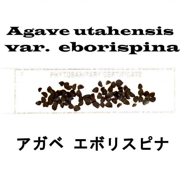 3月入荷 300粒+ アガベ ユタエンシス エボリスピナ 種子 種 証明書あり アガベの種子 エボリスピナ Agave utahensis var. eborispina