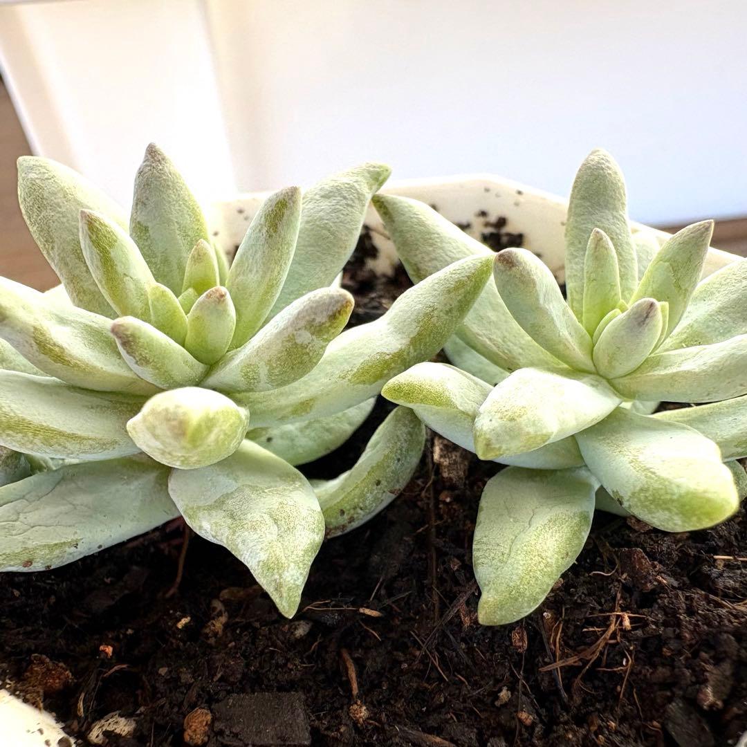 きれいな色♡樹氷！2株抜き苗！多肉植物 - メルカリ