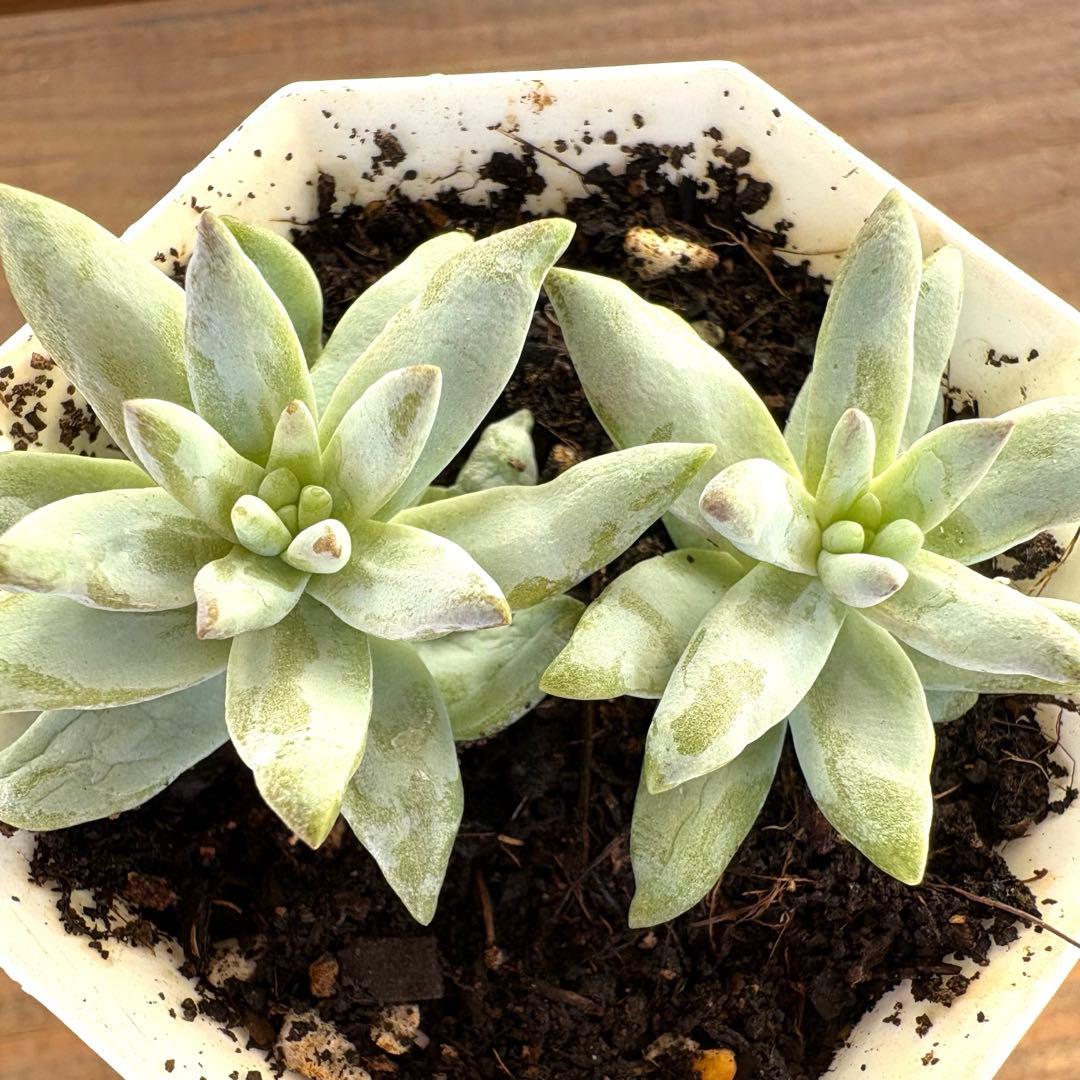 きれいな色♡樹氷！2株抜き苗！多肉植物 - メルカリ