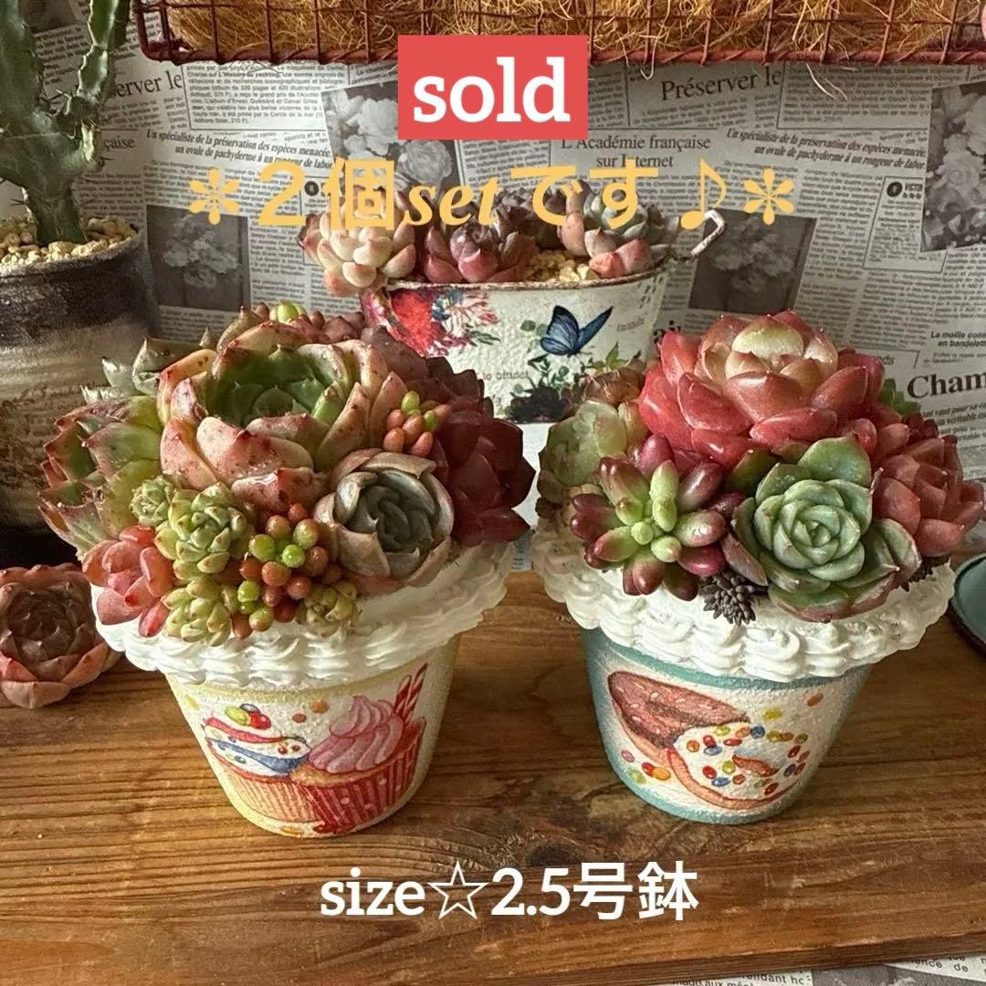 ❤︎sweets whip❤︎ そのまま飾れる多肉植物の寄せ植えリメ鉢ちまリメ缶 ❤︎sweets whip❤︎ そのまま飾れる多肉植物の寄せ植えリメ鉢ちまリメ