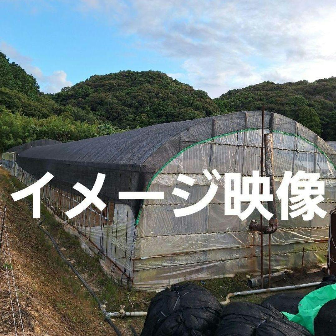 「お値下げ致しました」ハウス用遮光ネット(網タイプ) 231008_202208_1.jpg