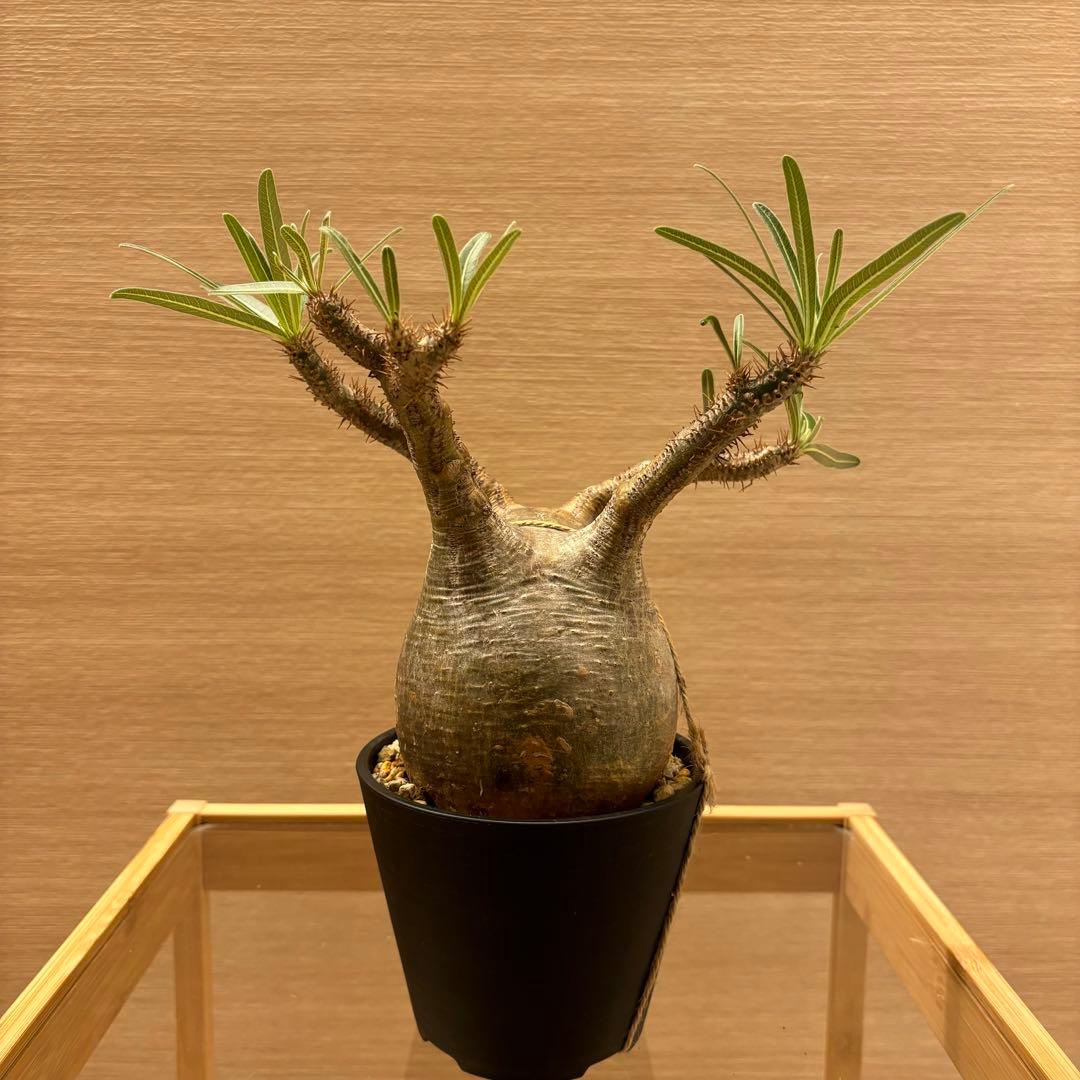 発根済 パキポディウム グラキリス 現地球 良型 塊根植物 コーデックスNO① 現地球・発根済】パキポディウム グラキリス 鉢付き 塊根植物