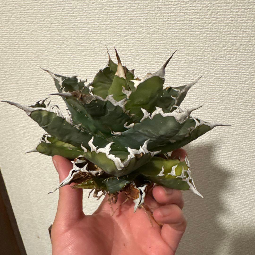 ちひろ様　確認用