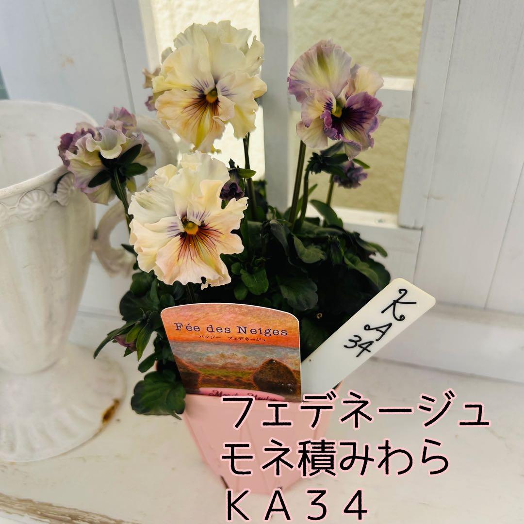 ✼••セール中••✼KA34♥フェデネージュ モネ積みわら♥人気品種