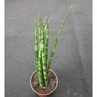 サンスベリア　ミカド　苗　多肉植物　サンセベリア　花卉・園芸 送料1/2】サンセベリア ミカド系セット(OSUG) 3号15入り｜豊明卸問屋