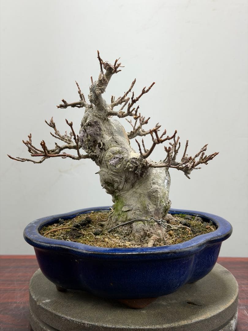 【ガチ盆栽】カエデ　楓　小品盆栽　太幹 楽天市場】盆栽 カエデ 楓の寄せ植え 太幹 かえで 楓 小品盆栽 中品