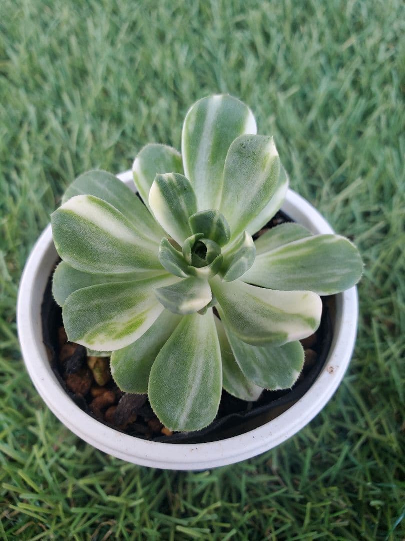 多肉植物】アエオニウム 愛染錦 抜き苗 a5 - メルカリ