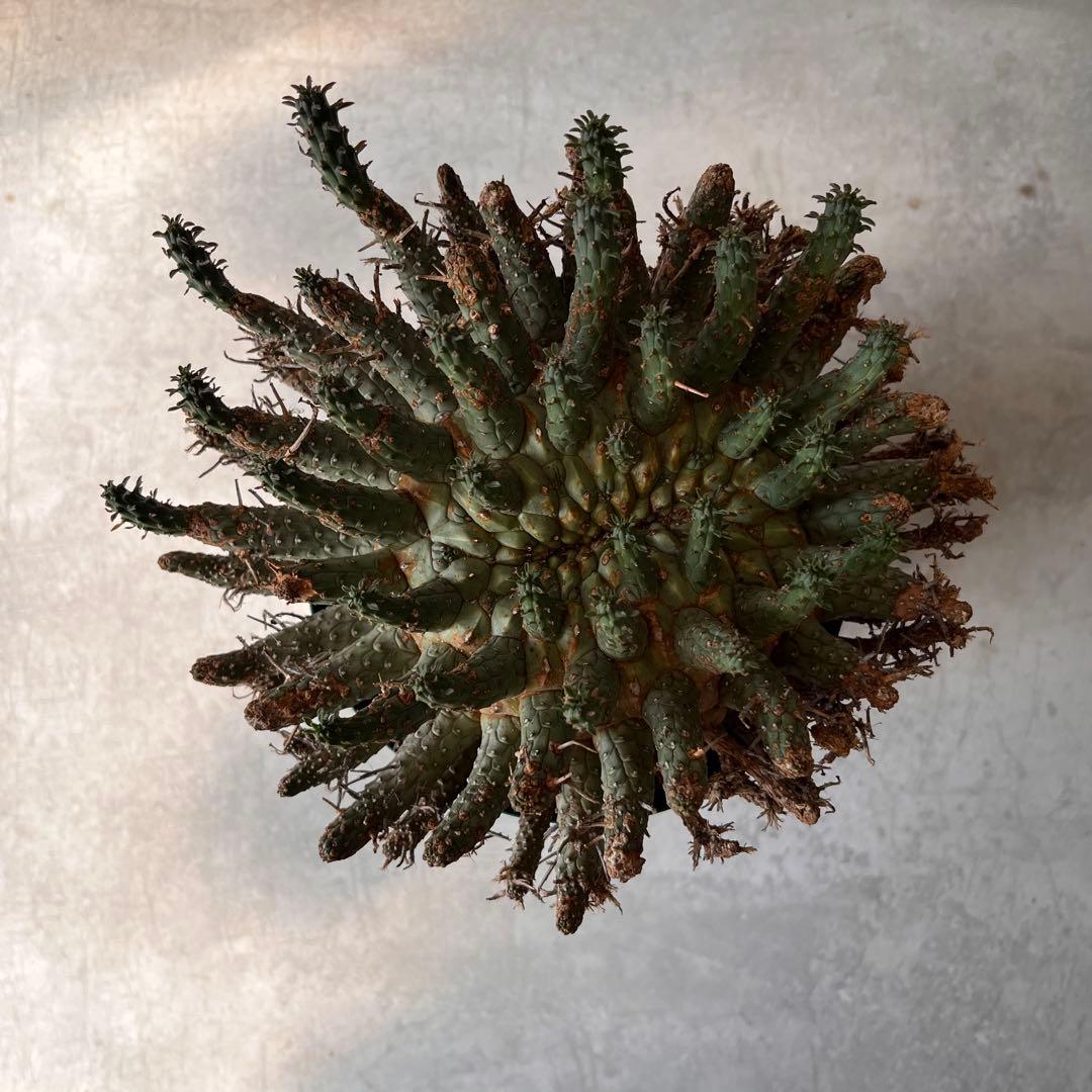 大株】 ユーフォルビア フスカ Euphorbia fusca 発根済み - メルカリ
