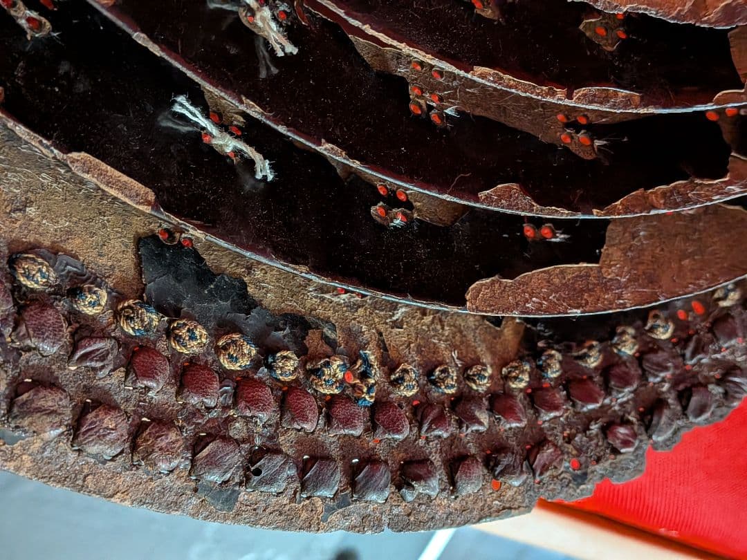 戦国武士時代本歌数百年前当時物兜シコロ残骸資料凄まじい姿景色稀少