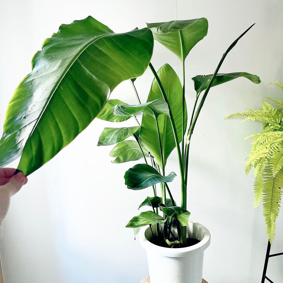 《特別価格》特大ストレリチアオーガスタ 3株植え✨ 8号鉢 高さ 約100cm